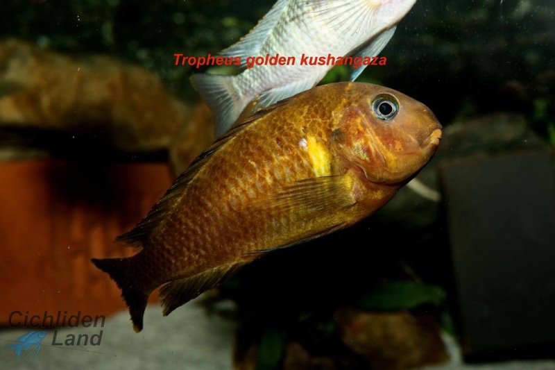 Tropheus sp. 'kipili' Ulwile Island (Kushangaza)